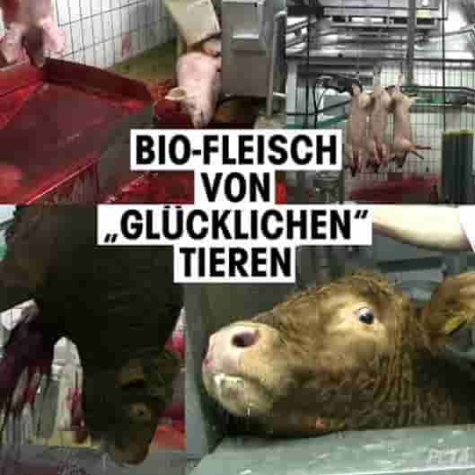 Bio, Bio-Fleisch, Steak, Schnitzel, Hähnchen, Brat-Hähnchen, Schlegel, Schachtung, Nutztiere, Tierschutz