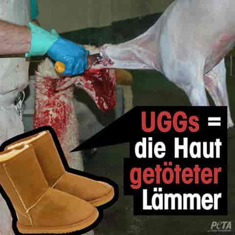 UGG, Schuhe, Wolle, Wildleder