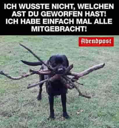 Hund, Lustige Bilder