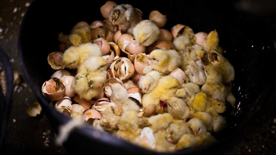 Eier, Bodenhaltung, Freilandhaltung, Käfighaltung, Huhn, Hühner, Hähnchen, Chicken Wings